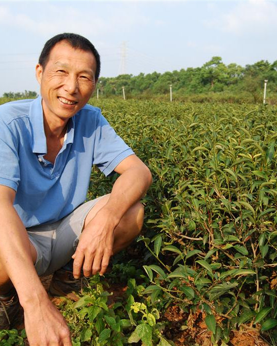 Oolong Tea | Oriental Beauty - Dong Fang Mei Ren 5 Stars 果蜜東美 - YUMM CHA