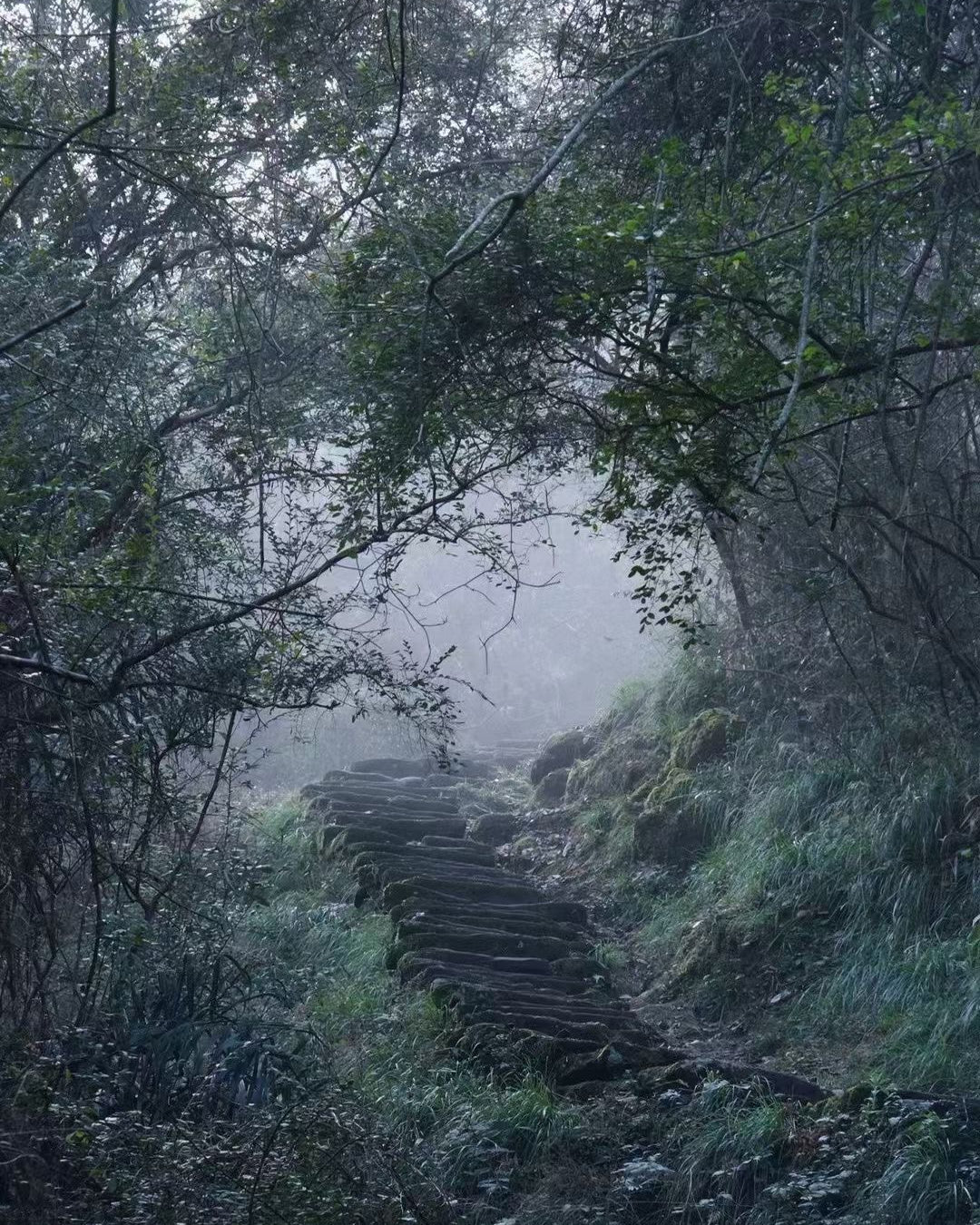 Misty forest path with dense trees and fog