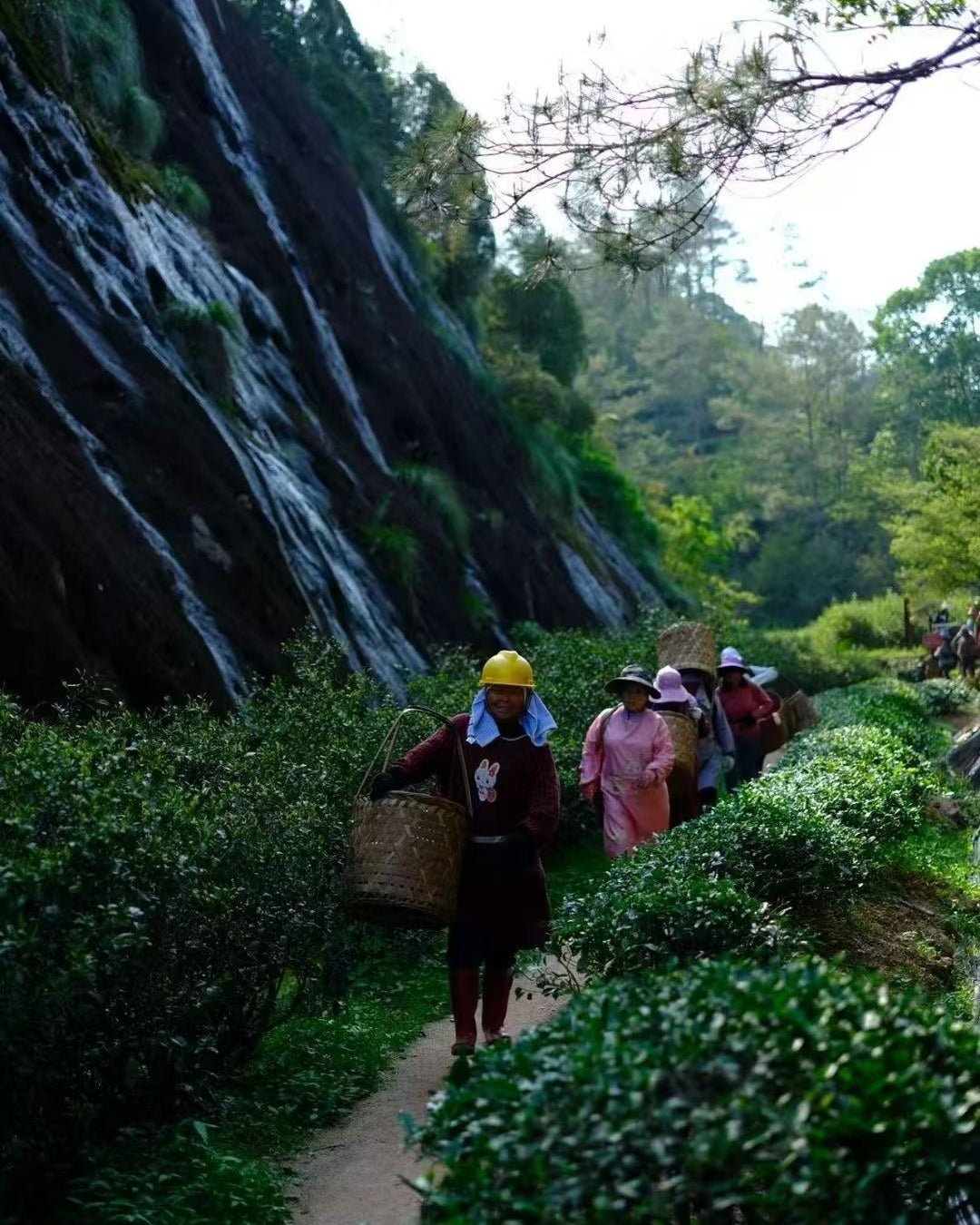 People walking along a path in a lush green forest with a waterfall in the background