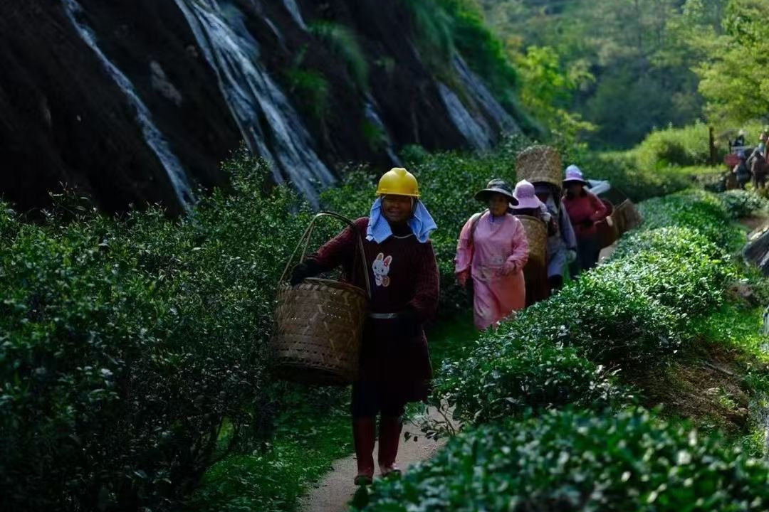 People walking along a path in a lush green forest with a waterfall in the background