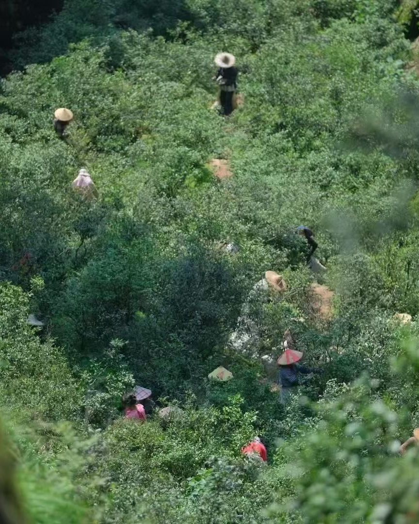 People working in a lush green field with hats on
