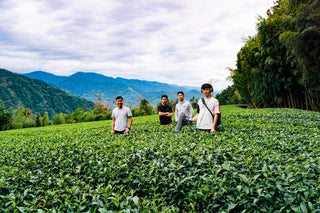 IN SEARCH OF THE BEST ALISHAN TEAS