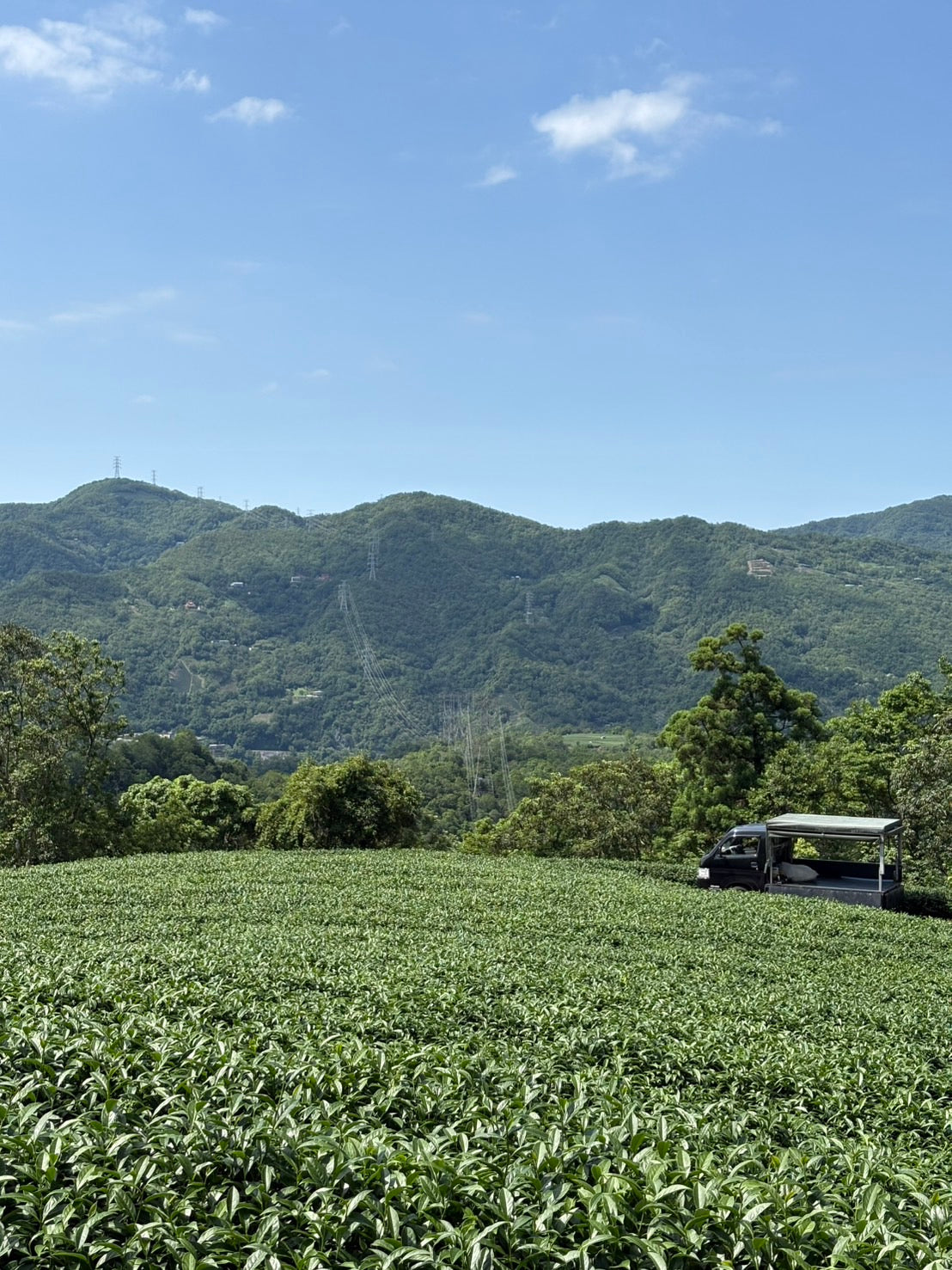Taiwan Oolong Tea