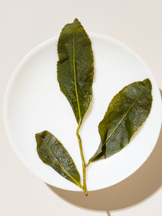 Oolong Tea | Premium Sun-Link-Sea 1800m 衫林溪青心 - YUMM CHA