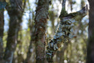 DEPTH | Exclusive Dancong Teas Tasting with Macey PTF 11:15-12:45 - YUMM CHA
