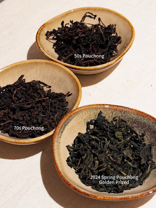 Exclusive Aged Tea Tasting | YUMM CHA x C*SPACE - YUMM CHA