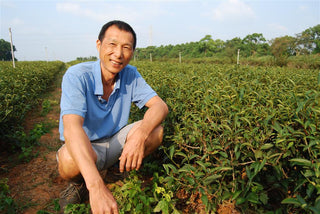 Oolong Tea | Oriental Beauty - Dong Fang Mei Ren 5 Stars 果蜜東美 - YUMM CHA