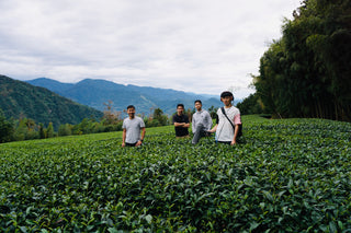 New Spring Teas 2024 Tasting | Reservation - YUMM-CHA