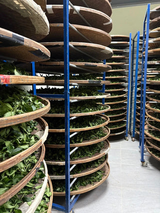 Oolong Tea | 2025 Gold Prize Wenshan Pouchong 金獎文山包種 - YUMM CHA