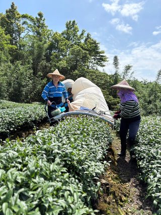 Oolong Tea | 2025 Gold Prize Wenshan Pouchong 金獎文山包種 - YUMM CHA