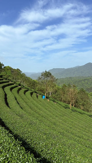 Oolong Tea | 2025 Gold Prize Wenshan Pouchong 金獎文山包種 - YUMM CHA