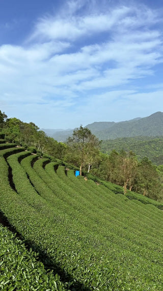 Oolong Tea | 2025 Gold Prize Wenshan Pouchong 金獎文山包種 - YUMM CHA
