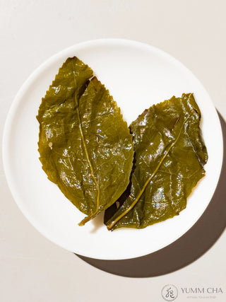 Milky Oolong Tea (Prize Winner) - YUMM-CHA