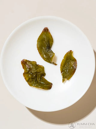 Oolong Tea | Four Season Green (Light Sijichun) 四季春 - YUMM CHA
