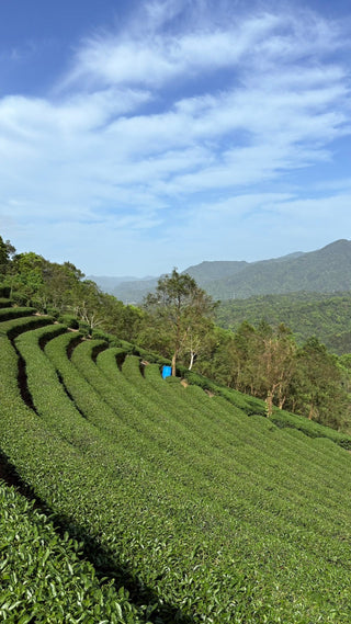 Oolong Tea | 2025 Gold Prize Wenshan Pouchong 金獎文山包種 - YUMM CHA