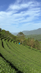 Oolong Tea | 2025 Gold Prize Wenshan Pouchong 金獎文山包種 - YUMM CHA