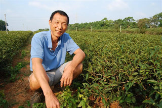Oolong Tea | Oriental Beauty - Dong Fang Mei Ren 5 Stars 果蜜東美 - YUMM CHA