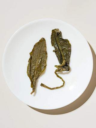 Oolong Tea | Traditional Dong Ding (Master Made) 鎮店凍頂 - YUMM CHA