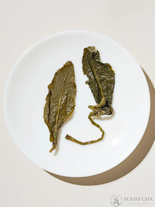 Oolong Tea | Traditional Dong Ding (Master Made) 鎮店凍頂 - YUMM CHA