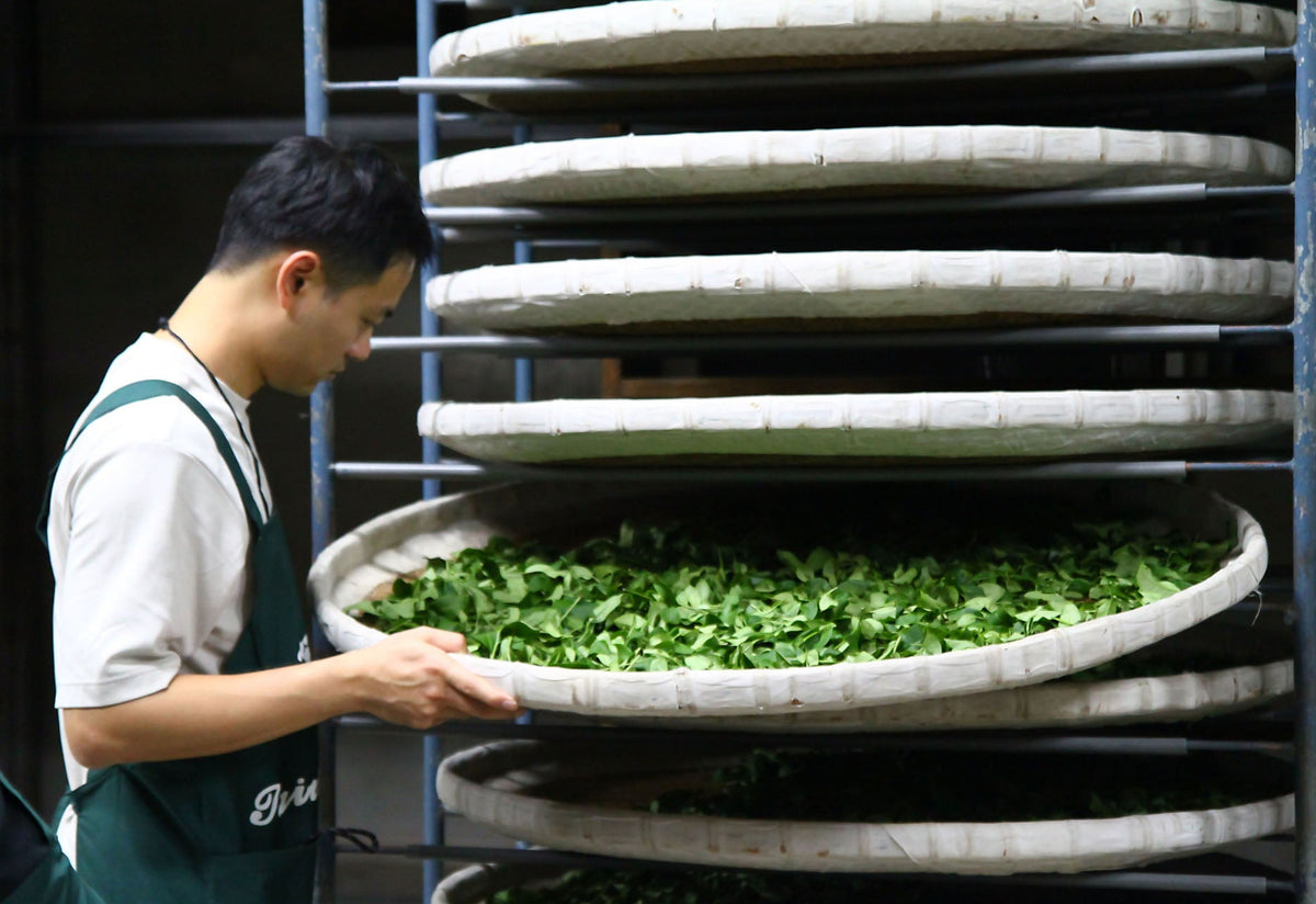 Person handling a tray of green leaves in a tea processing facility
