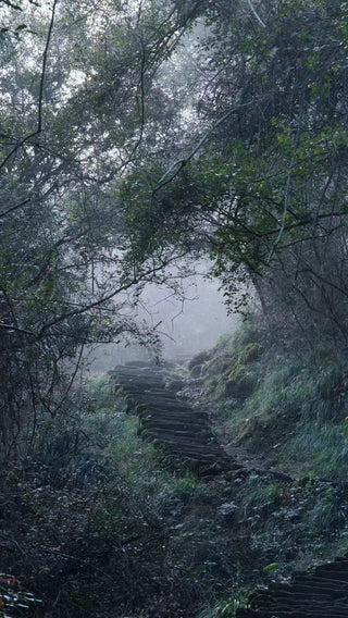 Misty forest path with dense trees and fog