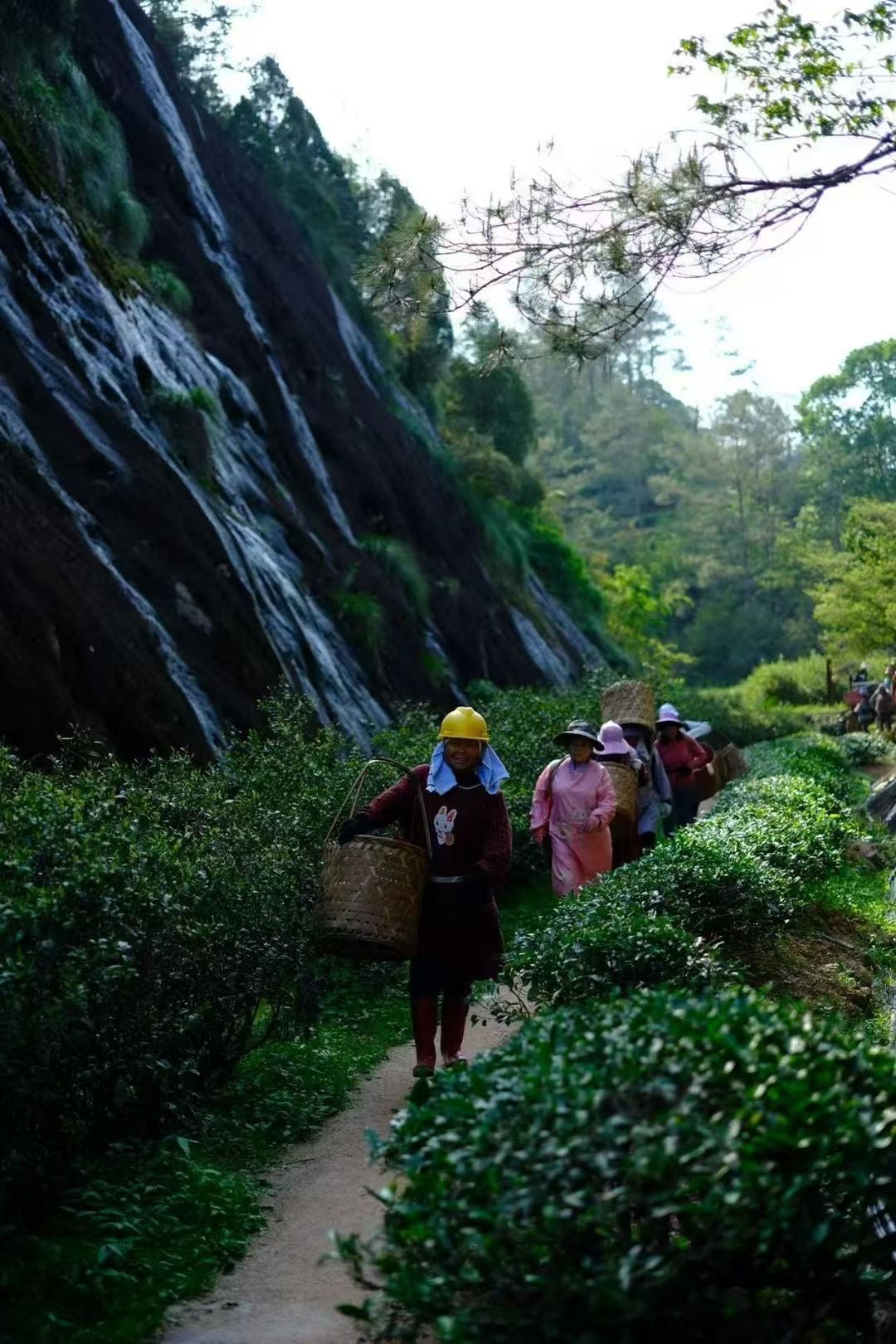 People walking along a path in a lush green forest with a waterfall in the background