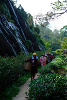People walking along a path in a lush green forest with a waterfall in the background