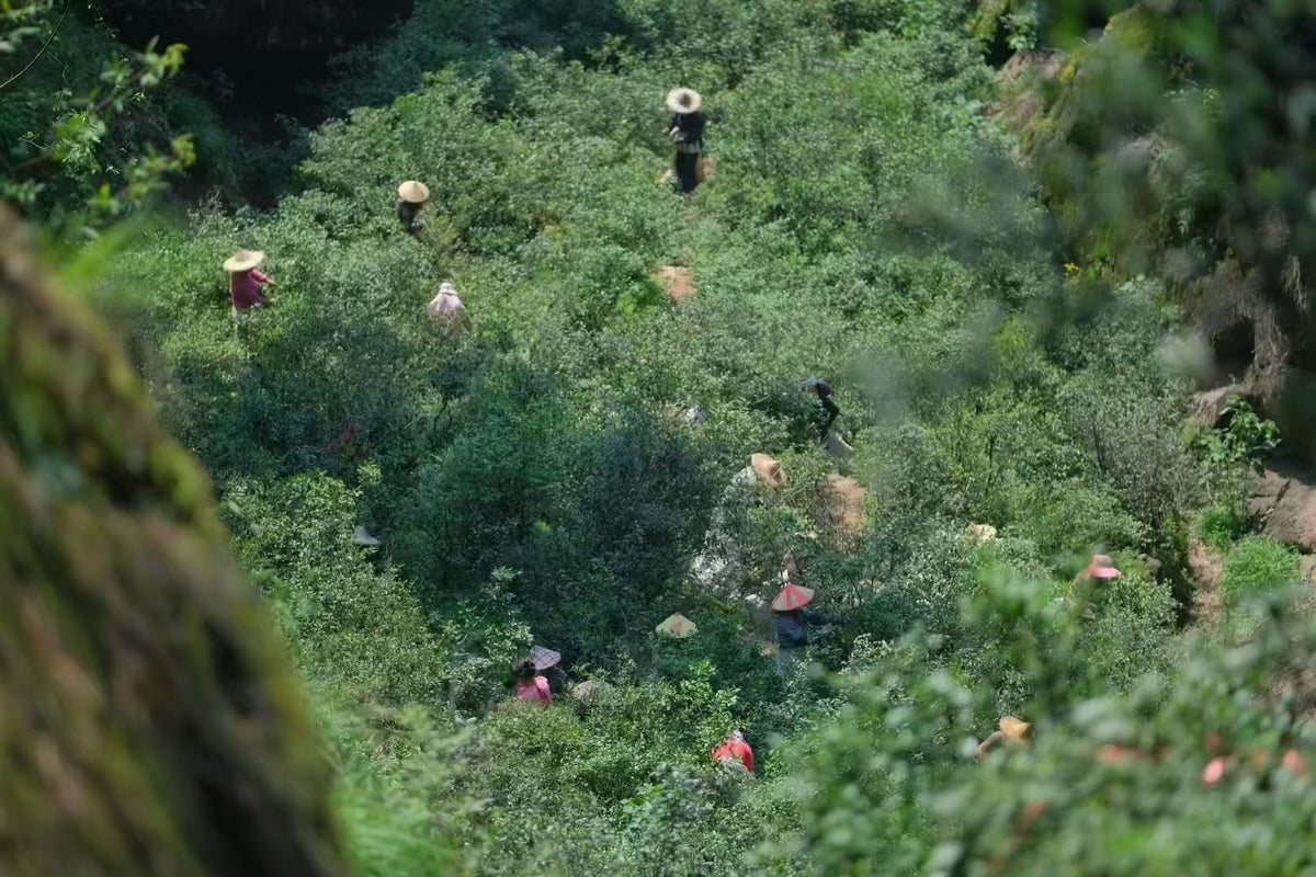 People working in a lush green field with hats on
